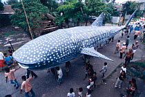 Whale shark model made  for whale shark festival in Donsol, a small fishing village in the Philippines 2002