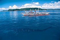 Tourists watch Whale shark from boat {Rhincodon typus} Donsol, Philippines 2002