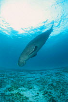 Dugong descends after surfacing for air {Dugong dugon} Indo Pacific