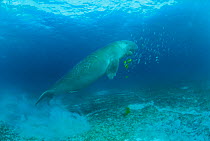 Dugong swimming underwater {Dugong dugon} Indo Pacific