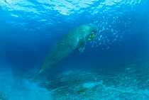 Dugong surfacing for air {Dugong dugon} Indo Pacific