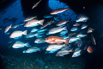 Shoal of fish, Yongala wreck, Great Barrier Reef, Queensland, Australia