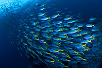 Schooling blue and gold fusilers {Caesio teres}, Indo-Pacific