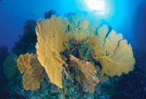 Gorgonia fan coral {Subergorgia mollis} Great Barrier Reef, Queenland, Australia