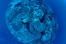 Looking down on coral reef, Great Barrier Reef, Australia