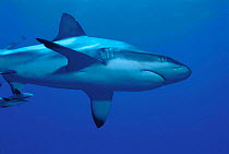 Grey reef shark {Carcharhinus amblyrhynchos}, Great Barrier reef, Queensland, Australia