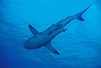 Grey reef shark underside {Carcharhinus amblyrhynchos} with Remora fish,  Great Barrier reef, Queensland, Australia