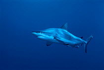 Grey reef shark {Carcharhinus amblyrhynchos} Coral sea, Queensland, Australia