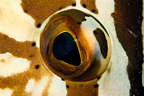 Close up of eye of Nassau Grouper fish {Epinephelus striatus} Cuba, Carribean Sea
