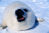 Harp seal pup on ice {Phoca groenlandicus} Magdalen Is, Canada, Atlantic