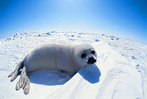 Harp seal pup on ice {Phoca groenlandicus} Magdalen Is, Canada, Atlantic
