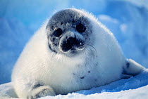 Harp seal pup on ice at start of moult {Phoca groenlandicus} Magdalen Is, Canada, Atlantic