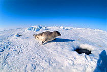 Harp seal hauled out on ice next to breathing hole {Phoca groenlandicus} Magdalen Is, Canada, Atlantic