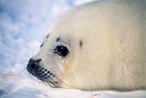 Harp seal pup head profile portrait {Phoca groenlandicus} Magdalen Is, Canada, Atlantic