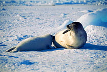 Harp seal suckling pup on ice {Phoca groenlandicus} Magdalen Is, Canada, Atlantic