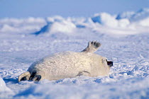 Harp seal pup rolling on ice {Phoca groenlandicus} Magdalen Is, Canada, Atlantic