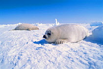 Two Harp seal pups on ice {Phoca groenlandicus} Magdalen Is, Canada, Atlantic