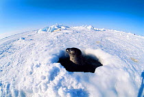 Harp seal surfacing at breathing hole searching for pup {Phoca groenlandicus} Magdalen Is, Canada, Atlantic