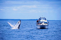 Whale watchers watching Humpback whale breaching {Megaptera novaeangliae} Hervey Bay, Australia