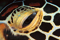 Close up of eye of Green turtle {Chelonia mydas} Indo-Pacific