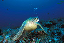 Green turtle underwater breathing out bubbles of air {Chelonia mydas} Indo Pacific