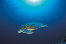 Green turtle swimming underwater {Chelonia mydas} Indo Pacific