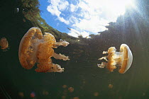 Jellyfish in lake, Palau, Micronesia