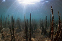 Mangrove roots under water, Indo Pacific