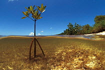 Young mangrove sapling split level showing roots and shoot, Cuba, Caribbean