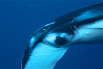 Manta ray head with pilot fish {Manta birostris} Indo Pacific