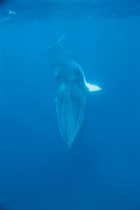 Minke whale {Balaenoptera acutorostrata} Great Barrier Reef, Queensland, Australia