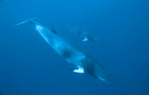 Minke whales diving {Balaenoptera acutorostrata} Great Barrier Reef, Queensland, Australia