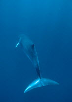 Minke whale {Balaenoptera acutorostrata} Great Barrier Reef, Queensland, Australia