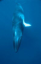 Minke whale diving {Balaenoptera acutorostrata} Great Barrier Reef, Queensland, Australia