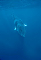 Dwarf Minke whale diving {Balaenoptera acutorostrata} Great Barrier Reef, Queensland, Australia