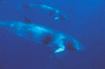 Dwarf Minke whales {Balaenoptera acutorostrata} Great Barrier Reef, Queensland, Australia