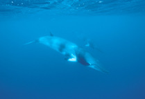 Dwarf Minke whale {Balaenoptera acutorostrata} Great Barrier Reef, Queensland, Australia