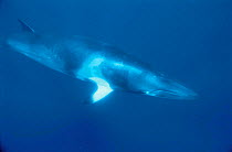 Dwarf Minke whale {Balaenoptera acutorostrata} Great Barrier Reef, Queensland, Australia