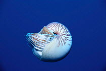 Pearly nautilus swimming {Nautilus pompilius} Indo-Pacific