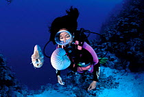 Diver with pair of Pearly nautilus {Nautilus pompilius} Great Barrier Reef, Queensland, Australia