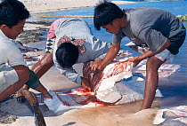 Villagers cut up whale shark meat on beach, Pamilacan Island, Philippines