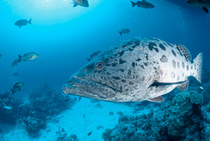 DPotato grouper / cod {Epinephelus tukula} Great Barrier Reef, Queensland, Australia