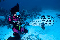 Diver with Potato grouper / cod {Epinephelus tukula} Great Barrier Reef, Queensland, Australia