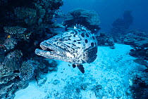 Potato grouper / cod {Epinephelus tukula} Great Barrier Reef, Queensland, Australia