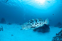Potato grouper / cod {Epinephelus tukula} Great Barrier Reef, Queensland, Australia