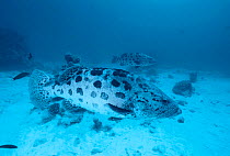 Potato groupers / cod {Epinephelus tukula} Great Barrier Reef, Queensland, Australia