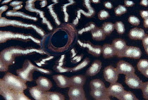 Close up of eye of pufferfish {Arothron sp} Indo Pacific
