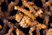 Pregnant pygmy seahorse camouflaged on fan coral {Hippocampus bargibanti} Indo Pacific