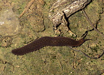 Velvet worm {Peripatus sp.} in lowland rainforest, Yasuni NP, Ecuador