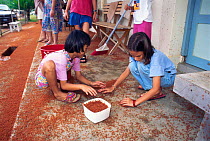 Children collect baby Christmas island red crabs to release in the forest {Gecarcoidea natalis}  Young crabs migrate from sea to forest after one month